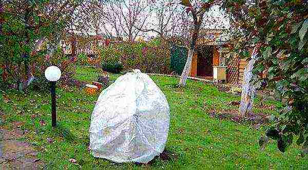 action planting and care in the suburbs in the open field