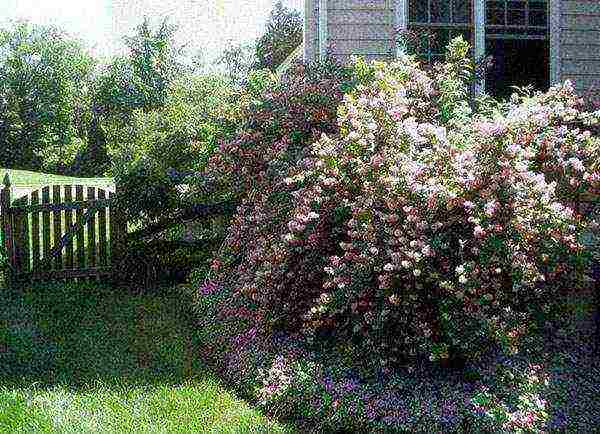 action planting and care in the suburbs in the open field