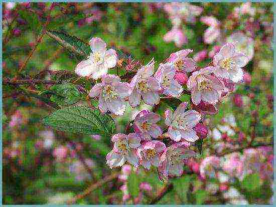 action planting and care in the suburbs in the open field