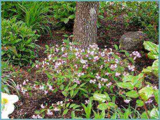 action planting and care in the suburbs in the open field