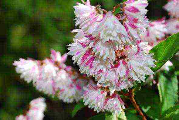 action planting and care in the suburbs in the open field