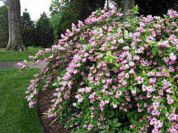 action planting and care in the suburbs in the open field