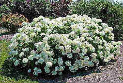 tree hydrangea anabel planting and care in the open field