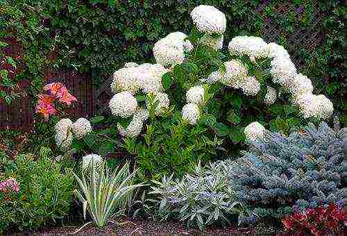 tree hydrangea anabel planting and care in the open field