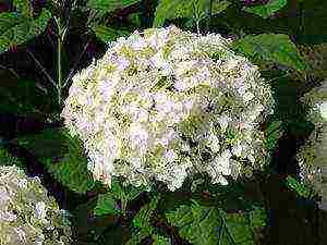 tree hydrangea anabel planting and care in the open field