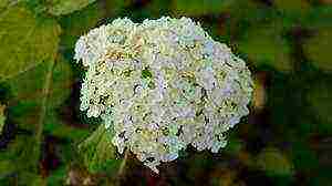 tree hydrangea anabel planting and care in the open field