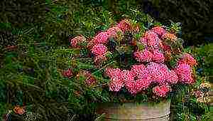 tree hydrangea anabel planting and care in the open field