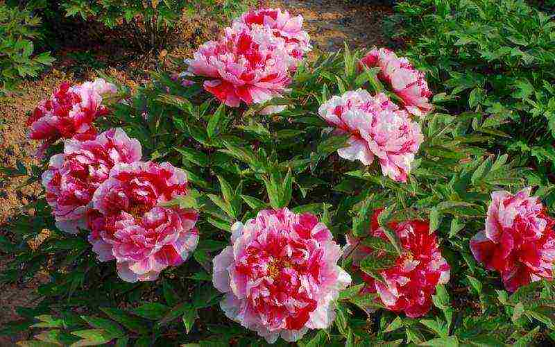 tree peonies the best varieties