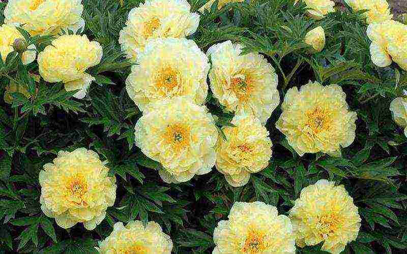 tree peonies the best varieties