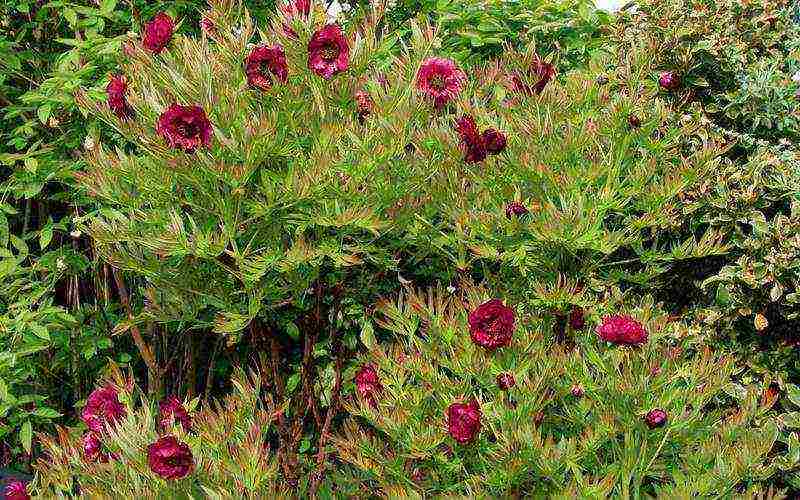 tree peonies the best varieties