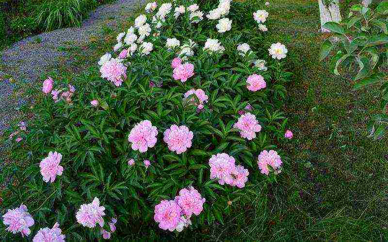 tree peonies the best varieties