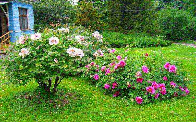 tree peonies the best varieties