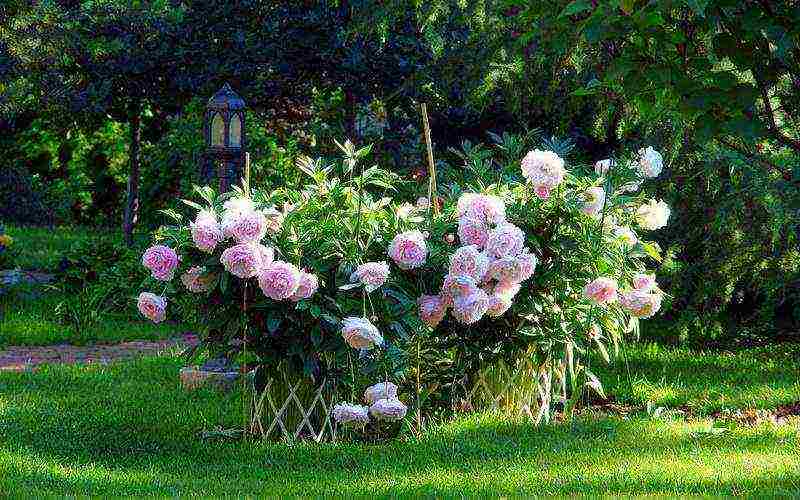 tree peonies the best varieties