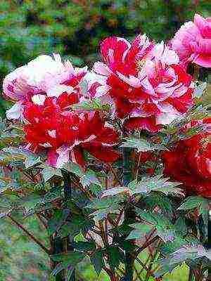 tree peonies the best varieties