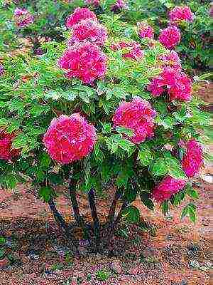 tree peonies the best varieties