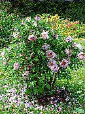 tree peonies the best varieties