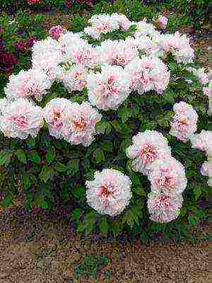 tree peonies the best varieties