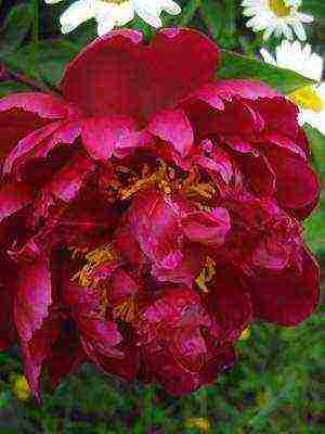 tree peonies the best varieties