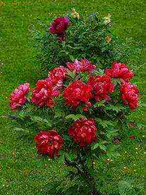 tree peonies the best varieties