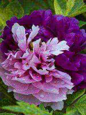 tree peonies the best varieties