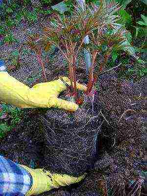 tree peonies the best varieties