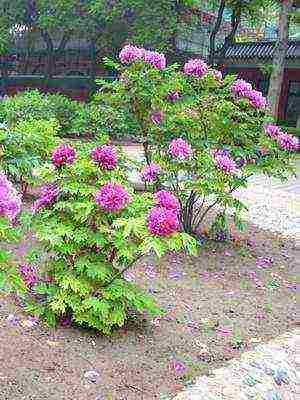 tree peonies the best varieties