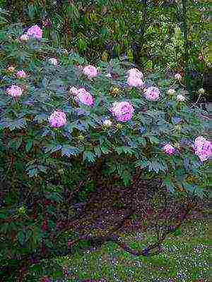 tree peonies the best varieties