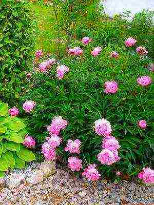 tree peonies the best varieties