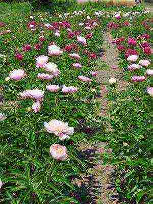 puno ng peonies ang pinakamahusay na mga pagkakaiba-iba