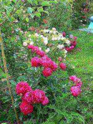 tree peonies the best varieties