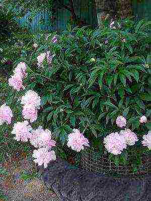 tree peonies the best varieties