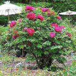 tree peonies the best varieties