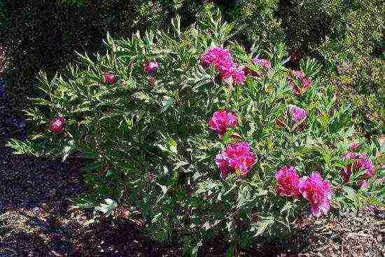 puno ng peonies ang pinakamahusay na mga pagkakaiba-iba