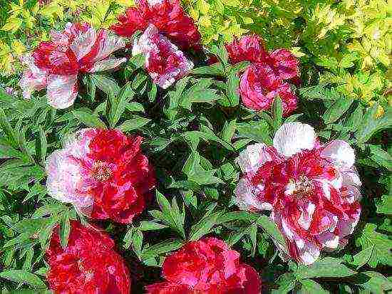 tree peonies the best varieties