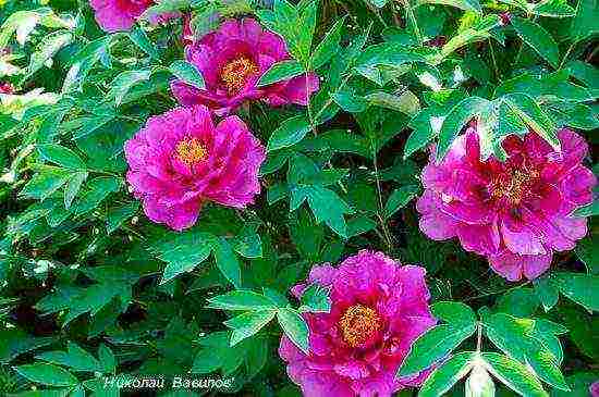 tree peonies the best varieties