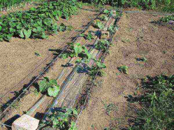 melon planting and care outdoors in the middle lane