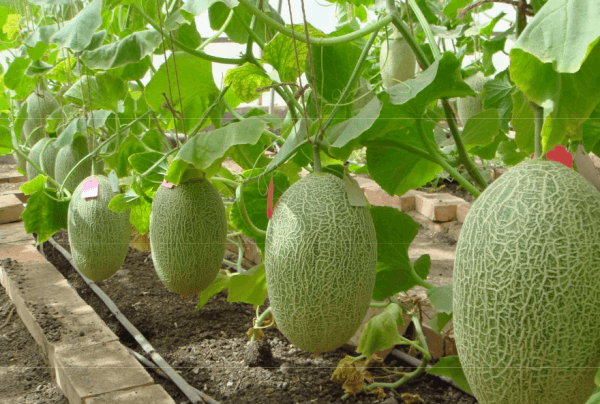 melon planting and care outdoors in the middle lane