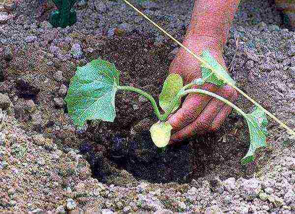 melon planting and care outdoors in the middle lane