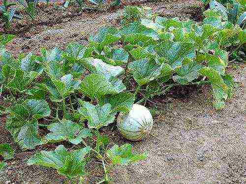 melon planting and care outdoors in the middle lane