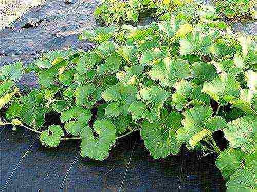 melon planting and care outdoors in the middle lane