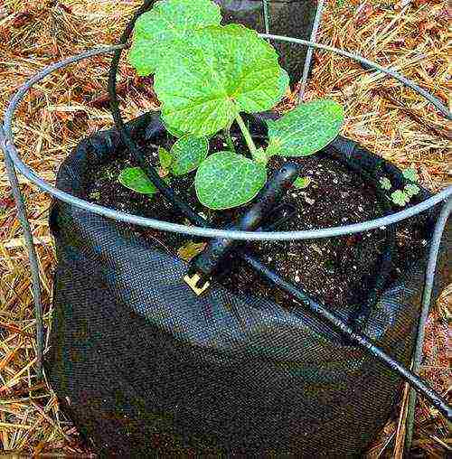 melon planting and care outdoors in the middle lane