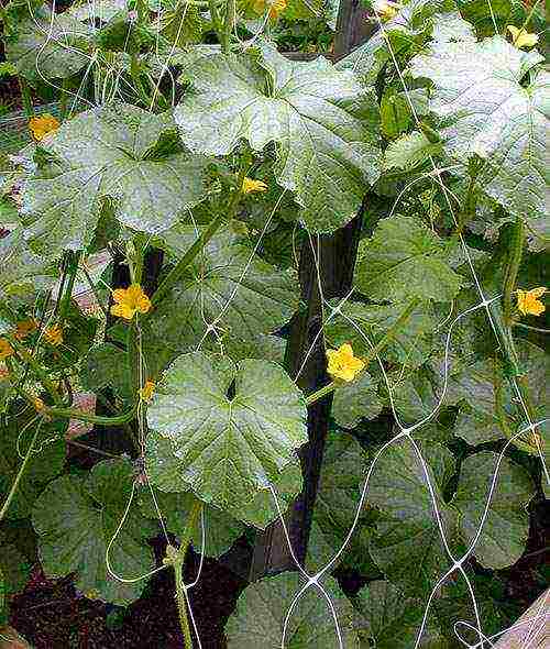 melon planting and care outdoors in the middle lane