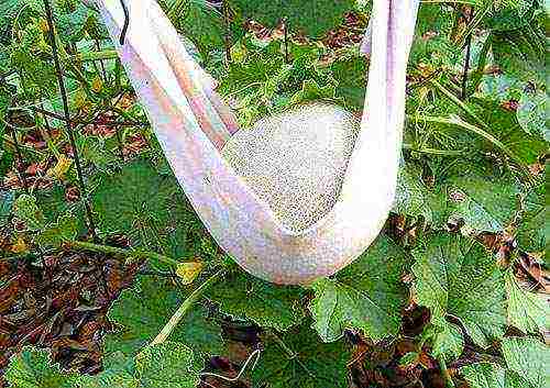 melon planting and care outdoors in the middle lane