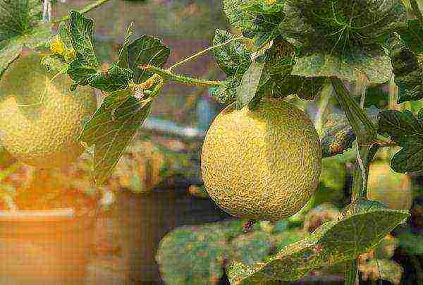 melon planting and care outdoors in the middle lane