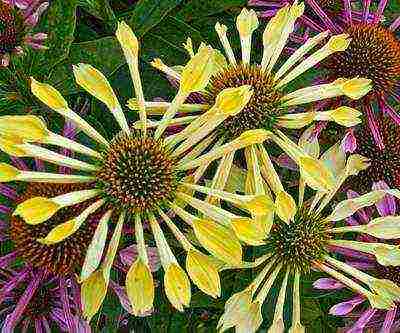 echinacea medicinal planting and care in the open field