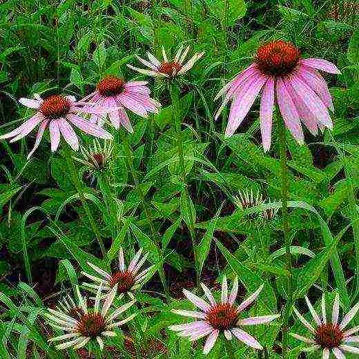 echinacea medicinal planting and care in the open field