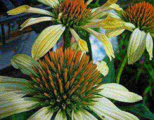 echinacea medicinal planting and care in the open field