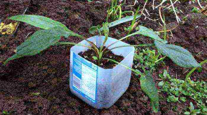 echinacea medicinal planting and care in the open field