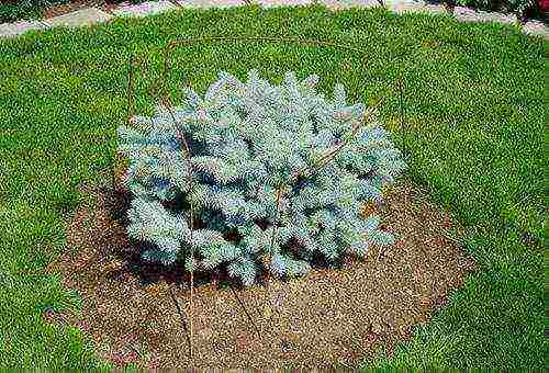 spruce prickly glauka planting and care in the open field