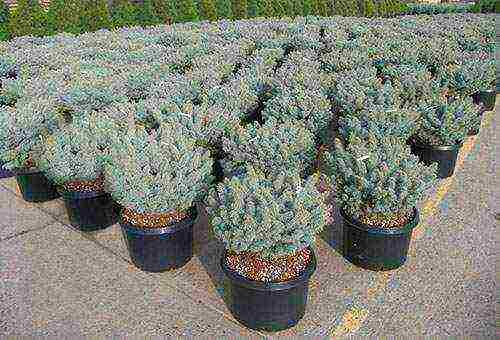 spruce prickly glauka planting and care in the open field